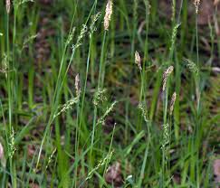 Attēlu rezultāti vaicājumam “Carex pilosa”