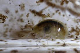 Attēlu rezultāti vaicājumam “Rabdophaga degeeri”