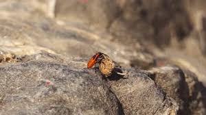 Attēlu rezultāti vaicājumam “Pyrrhocoris apterus nymph”