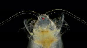 Attēlu rezultāti vaicājumam “Copepoda”