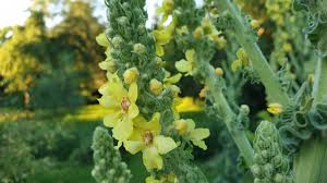 Image result for Königskerzen