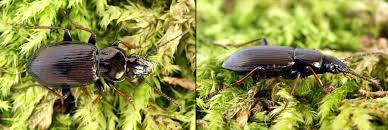 Attēlu rezultāti vaicājumam “Pterostichus oblongopunctatus”