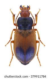 Attēlu rezultāti vaicājumam “Diachromus germanus”