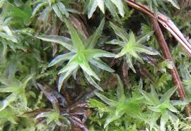 Attēlu rezultāti vaicājumam “Atrichum undulatum sporophyte”