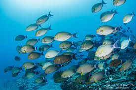 Image result for Acanthurus xanthopterus