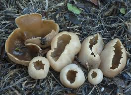 Attēlu rezultāti vaicājumam “Peziza vesiculosa”