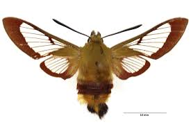 Attēlu rezultāti vaicājumam “Hemaris fuciformis”