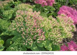 Attēlu rezultāti vaicājumam “Hylotelephium telephium flower”