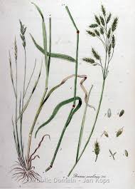 Attēlu rezultāti vaicājumam “Bromus secalinus”