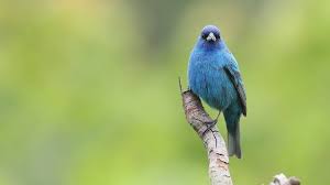 Image result for Passerina cyanea