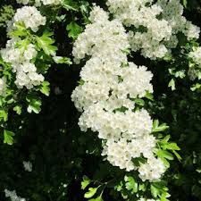 Attēlu rezultāti vaicājumam “Crataegus laevigata flower”