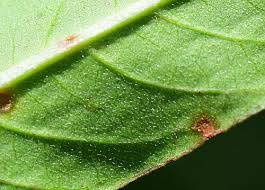 Attēlu rezultāti vaicājumam “Persicaria maculosa leaf”