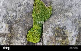 Attēlu rezultāti vaicājumam “Bryum schleicheri”