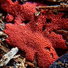 Attēlu rezultāti vaicājumam “Lycogala exiguum aggr.”