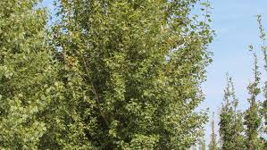 Attēlu rezultāti vaicājumam “Populus x berolinensis leaf”