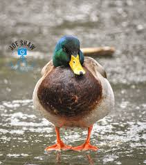 Attēlu rezultāti vaicājumam “Anas platyrhynchos male”