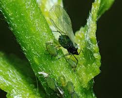 Attēlu rezultāti vaicājumam “Aphis farinosa”