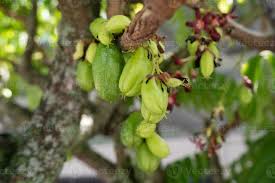 Attēlu rezultāti vaicājumam “Betula humilis fruit”