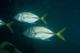 Image result for Caranx bartholomaei