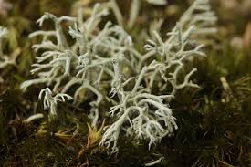 Attēlu rezultāti vaicājumam “Cladonia ciliata”