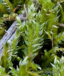 Attēlu rezultāti vaicājumam “Barbilophozia attenuata”