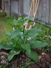 Image result for Symphytum officinale