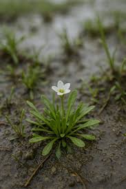 Attēlu rezultāti vaicājumam “Limosella aquatica”