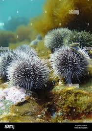 Image result for Strongylocentrotus droebachiensis