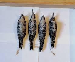 Attēlu rezultāti vaicājumam “Picoides tridactylus”