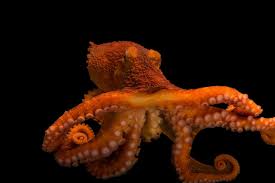 Image result for Enteroctopus dofleini