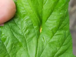 Attēlu rezultāti vaicājumam “Triphragmium ulmariae”