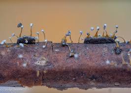 Attēlu rezultāti vaicājumam “Lignydium muscorum plasmodium”