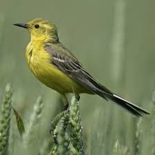 Attēlu rezultāti vaicājumam “Motacilla flava flava adult”