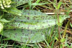 Attēlu rezultāti vaicājumam “Dactylorhiza maculata leaf”
