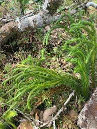 Attēlu rezultāti vaicājumam “Lycopodiaceae”