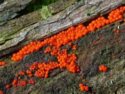 Attēlu rezultāti vaicājumam “Hemitrichia calyculata spores”