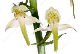 Attēlu rezultāti vaicājumam “Platanthera chlorantha”