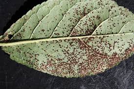 Attēlu rezultāti vaicājumam “Tranzschelia pruni-spinosae spores”