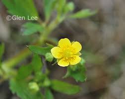 Attēlu rezultāti vaicājumam “Ranunculus mendax”
