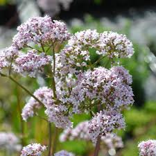 Image result for Valeriana officinalis