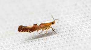 Attēlu rezultāti vaicājumam “Argyresthia pruniella”