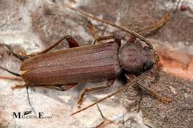 Attēlu rezultāti vaicājumam “Criocephalus rusticus”