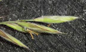 Attēlu rezultāti vaicājumam “Festuca arenaria”