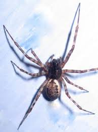 Attēlu rezultāti vaicājumam “Neriene montana”