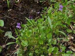Attēlu rezultāti vaicājumam “Viola uliginosa”