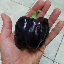 Afbeeldingsresultaat voor purple beauty sweet pepper