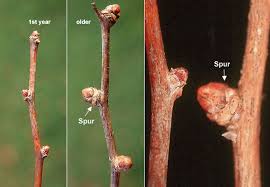 Attēlu rezultāti vaicājumam “Ginkgo biloba female flower”