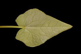 Attēlu rezultāti vaicājumam “Fagopyrum esculentum leaf”