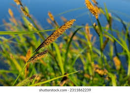 Attēlu rezultāti vaicājumam “Carex acuta”