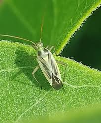 Attēlu rezultāti vaicājumam “Stenotus binotatus”